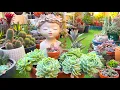 Echeveria Elegance with Head Planter Arrangement