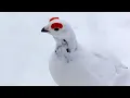 Download Lagu Riekko hiihtoreissulla keväällä
