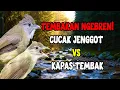 Download Lagu MASTERAN CUCAK JENGGOT VS KAPAS TEMBAK‼️ DUET TEMBAKAN NGEBREN JEDA RAPAT‼️