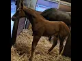 Download Lagu Toto jr x Solero x placido sun x Pik bube   Drost Horses