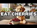 Can Dogs Eat Cherries Explained