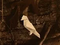 Origami How to make a beautiful robin bird