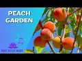 Calm background relaxing music. Peach garden