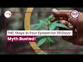 THC Stays in Your System for 30 Days Myth busted