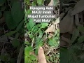 Download Lagu PUTRI MALU tumbuhan #viralshorts