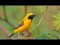Download Lagu SUARA BURUNG MANYAR GACOR COCOK UNTUK PANCINGAN DENGAN SUARA AIR MENGALIR