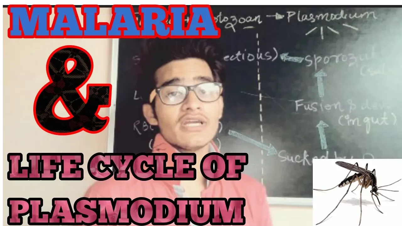 Malaria and life cycle of plasmodium (simplified) for NEET and AIIMS.