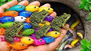 Catch beautiful aquarium fish in small pond baby turtles eel pencil fish guppies blu xecan frog