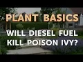 Will Diesel Fuel Kill Poison Ivy