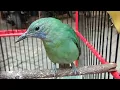Download Lagu Suara Cucak CUNGKOK Betina GACOR Nembak Rapat Untuk PIKAT \u0026 Masteran Burung Ciblek Supaya NGEBREN