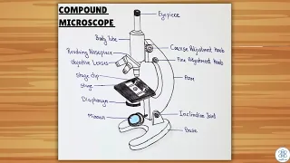Compound Microscope Diagram Easy Labeled Drawing