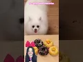 Download Lagu Guguk Niko menyelamatkan si bebek kecil ⁉️ kasih donat renang 😬 @nicothePomeranian #shorts #funny