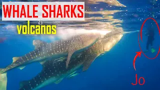 E225 – Satonda Volcano & Swimming With Whale Sharks in Sumbawa