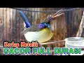 Download Lagu kolibri kelapa | manggar | wiceh | korlap gacor full durasi