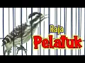 Download Lagu 🔴 Masteran Pelatuk Sampit Dasyat jernih Panjang  ‼