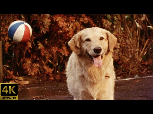 Air Bud (1997) Theatrical Trailer [4K] [5.1] [FTD-1009]