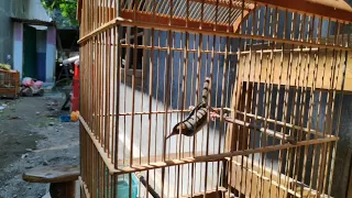 burung prenjak kepala merah apakah bagus untuk master murai batu