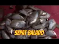 Download Lagu SEPAT BALADO | JEJAK SI GUNDUL
