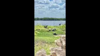 short dog walk in mexico