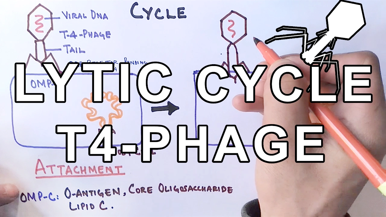Mechanism of LYTIC CYCLE