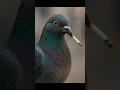 Download Lagu Why does a bird pick up a cigarette 🚬 || fact shorts | #shorts #facts