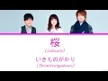 Download Lagu いきものがかり(Ikimonogakari) - SAKURA   Lyrics(Kan/Rom/Eng/Esp)