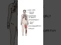Download Lagu SLE _ systemic lupus erythematosus