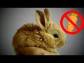 Why Rabbits Don t Eat Carrots - And What They DO Eat