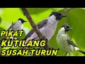 Download Lagu kutilang ribut....!!! pikat kutilang yang susah turun paling ampuh