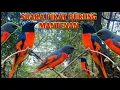 Download Lagu SUARA PIKAT BURUNG MANTENAN‼️MURAI API