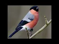 Bullfinch 1h bird sound