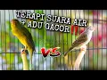 Download Lagu TERAPI SUARA AIR + SUARA BURUNG MASTER PANCINGAN PENGGACOR KENARI PAUD \u0026 DEWASA 🔥