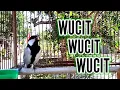 Download Lagu GLATIK WUCIT2 PANJANG | Gelatik Batu Gacor | Glatik Ngerol untuk Pancingan Gelatik Batu