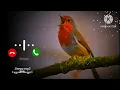 Download Lagu Bird Bgm Ringtones, Bird chirping, Instrumental ringtone, Bird Sound ringtones