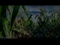 ItsArius & Lynnic - Cornfield Chase (Interstellar Remix)