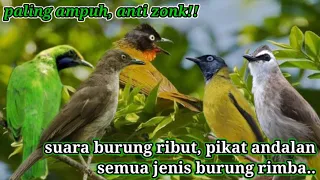 suara pikat andalan semua jenis burung rimba anti zonk 