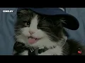 Maluma - Borró Cassette (Letra)