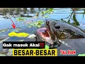 Download Lagu KUBANGAN IKAN GABUS MONSTER DILUAR NALAR‼️BABON SEMUA