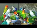 Download Lagu Lovebirds Fischer's \u0026 Lovebirds Personata - May 2023