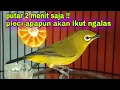 Download Lagu Burung Pleci Gacor Ngalas Nembak || Pancingan Pleci Ngalas