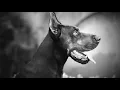 Top of the bloodline - European Doberman