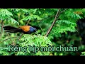 Download Lagu Tiếng bìm bịp mồi chuẩn không bao giờ thất bại tặng anh em