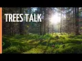 Lagu The Hidden Language of Trees: How Forests Secretly Communicate | Full Documentary