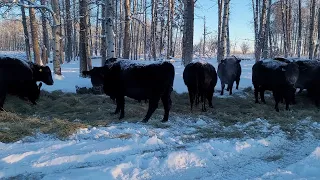 2021 Black Angus Simmental cross