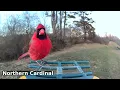 Fiery Cardinal's Secret! | Birds of Asheville | 01-21-2026