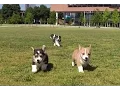 GoPro Corgi Puppies at Georgia Tech
