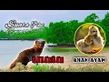 Download Lagu Suara Pikat Garangan \u0026 Anak Ayam