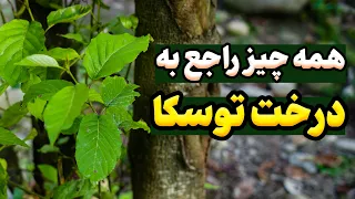همه چیز درباره درخت توسکا چوب توسکا 
