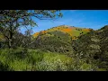 Figueroa Mountain is blooming with wildflowers