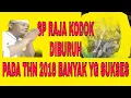 Download Lagu Sp raja kodok #raja kodok#walet#